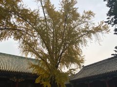 -玫瑰红烤羊排(北新桥三条店)