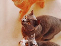 -Catmate·猫肥家润(金润铂宫店)