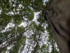 -黄海国家森林公园