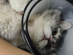 -佳怡动物医院·平价24小时·猫专科骨外科