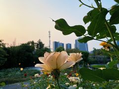 -清湖文化公园