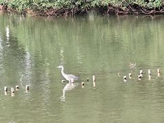 -海珠湖公园