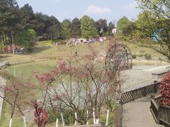 -铁山坪森林公园