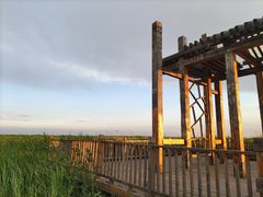 -哈素海
