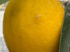 -斯普瑞斯奥特莱斯