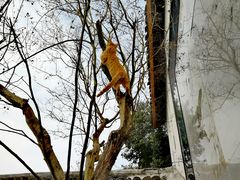 -三圣花乡旅游区