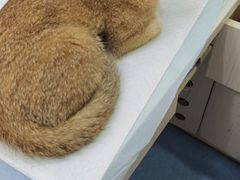 -博特宠物医院24h犬猫全科.骨科·异宠