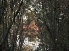 -四川大学(望江校区)