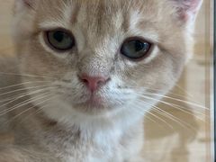 -柚子猫舍·精品猫舍购猫·猫咪认养·购宠·宠物店