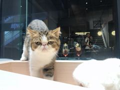 -瞄一喵猫咖(格力海岸店)