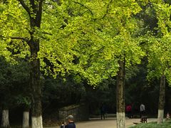 -灵谷景区