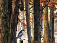 -白鹭湾湿地公园