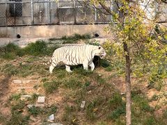 -石家庄市动物园