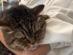 -伟伟宠物医院·瑞派猫友好医院·猫科(光谷店)