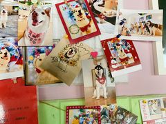 -Husky Go! 哈士奇体验馆·宠物咖啡厅狗咖