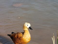 -鄱阳湖国家湿地公园