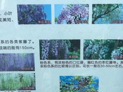 -嘉定紫藤园