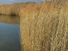 -野鸭湖国家湿地公园