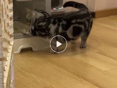 -猫咪派对(江南西店)