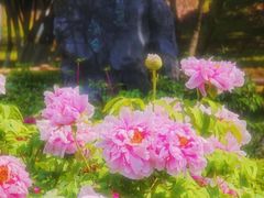 -南京古林公园