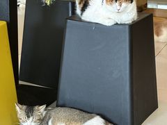 -平行世界·猫咖(首经贸店)