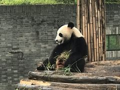 -都江堰中华大熊猫苑