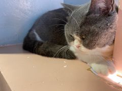 -猫儿山۰猫主题餐厅