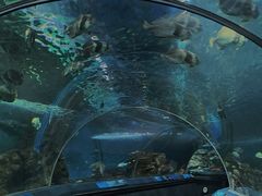 -上海海洋水族馆