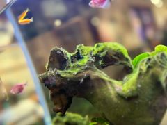 -阿莉餐厅(枣阳路店)