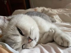 -东方名猫馆·英短金渐层布偶猫舍(环线广场1号楼店)