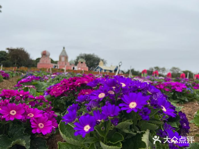 松山湖南湖湾露营营地图片