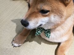 -逗柴咖啡屋·狗咖猫咖宠物桌游