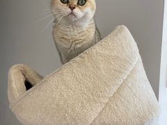 -有喵·猫咖·狗咖·30几只猫10只小狗(岗厦店)