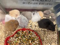 -钓仓鼠(洋桥北里小区店)