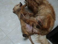 -创凡宠物医院·骨专科  猫科中心(西乡分院)