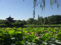 -青城公园