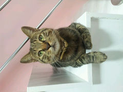android_upload_pic-唐小姐の猫狗洗护·购宠旗舰店(周浦万达店)