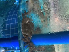 -蓝珊甄选海鲜自助·火锅大排档(近阿那亚店)