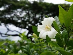 android_upload_pic-鱼尾狮公园