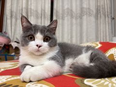 -袖虎·猫馆(体育西路店)