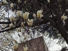 -青岛大学路小学