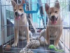 -瑞派·关忠动物医院·异宠专科·犬猫肿瘤·皮肤专科(望京店)