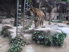 -荆州中山公园动物园