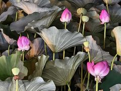 -宝瑞门钉肉饼店