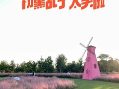 -顾村公园