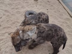 -北京野生动物园