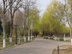 -金星公园