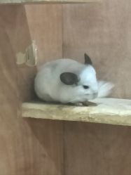 -神奇动物撸宠馆·羊驼·小浣熊·异宠(豫园店)