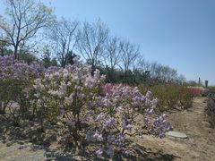 -大兴滨河森林公园