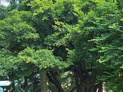 -九龙公园